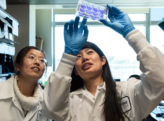 Irene Chen (right) is first author of a new study showing that BET proteins both enable and fight off COVID-19. Shown here in the lab with Tongcui Ma (left).