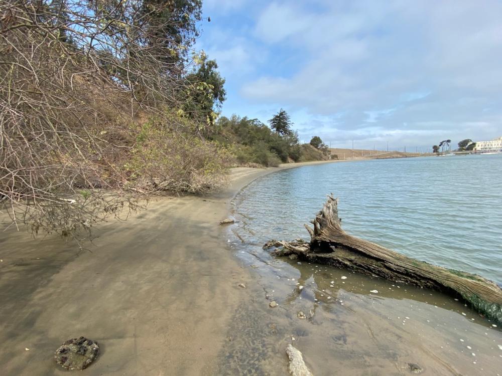 A picture of Clipper Cove Beach on Yerba Buena Island showing the shoreline and hillside behind it